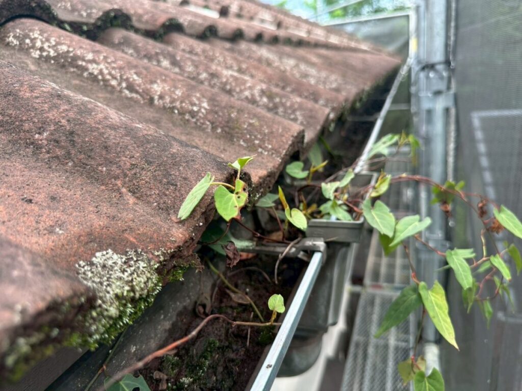 雨樋　清掃